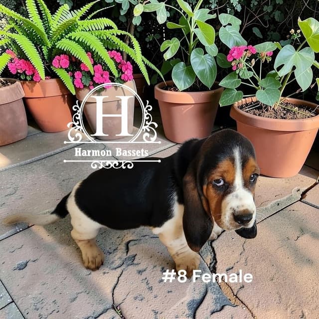 Basset Hound Puppies in North Arkansas media 4