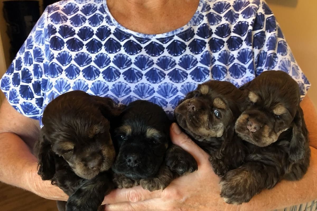 Cocker Spaniel Puppies breeder image 1