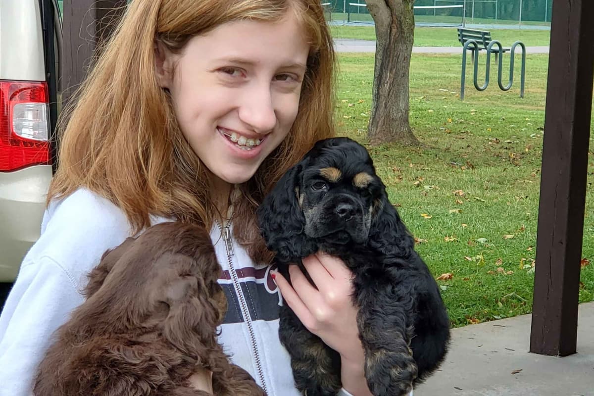 Cocker Spaniel Puppies breeder image 3