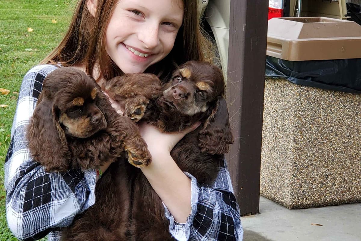 Cocker Spaniel Puppies breeder image 4