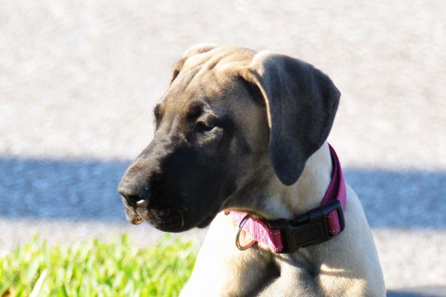 Fawn/Brindle Great Dane Puppies Available breeder image 2