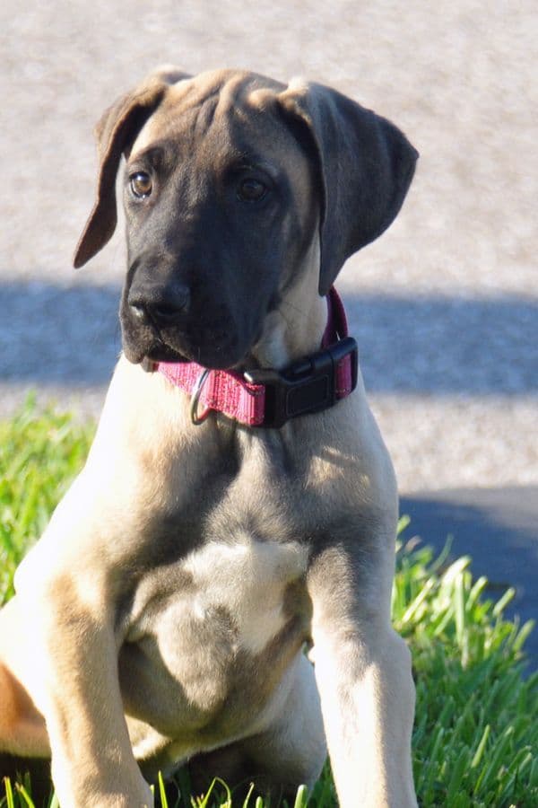 Fawn/Brindle Great Dane Puppies Available breeder image 3