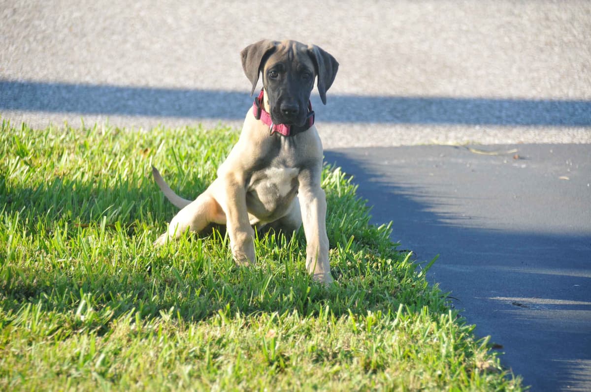 Fawn/Brindle Great Dane Puppies Available breeder image 4
