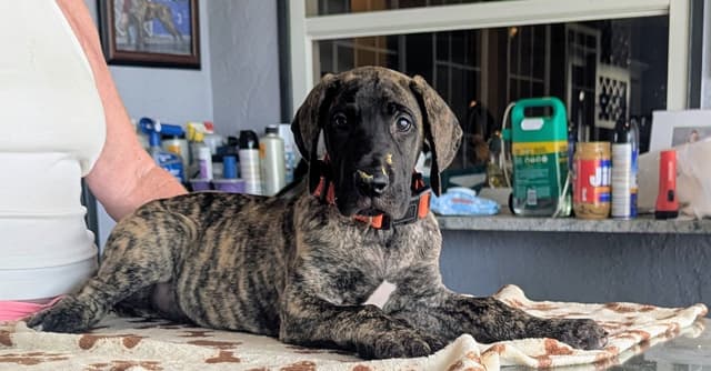 Fawn/Brindle Great Dane Puppies Available media 2