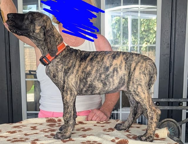 Fawn/Brindle Great Dane Puppies Available media 4
