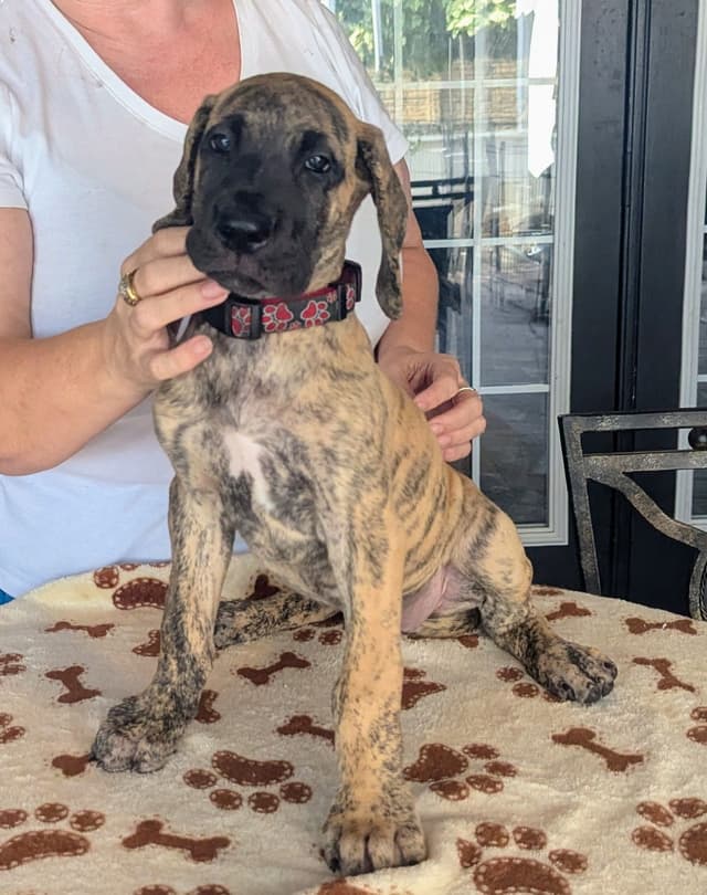 Fawn/Brindle Great Dane Puppies Available media 3