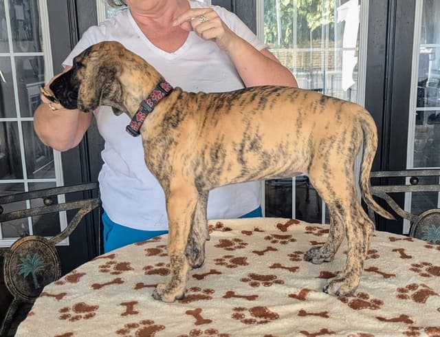 Fawn/Brindle Great Dane Puppies Available media 6