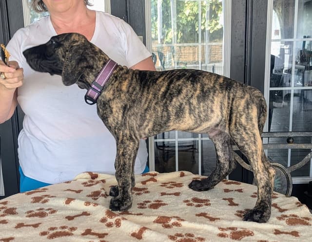 Fawn/Brindle Great Dane Puppies Available media 5