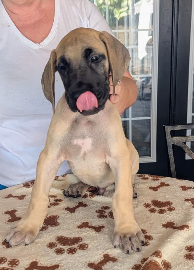 Fawn/Brindle Great Dane Puppies Available media 7