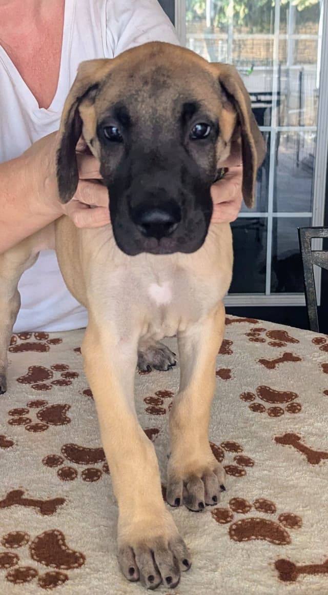 Fawn/Brindle Great Dane Puppies Available media 8
