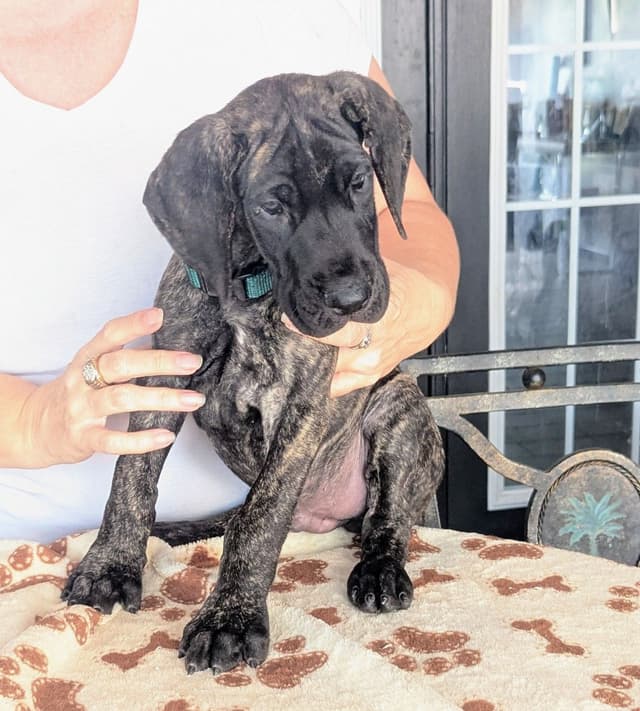 Fawn/Brindle Great Dane Puppies Available media 9