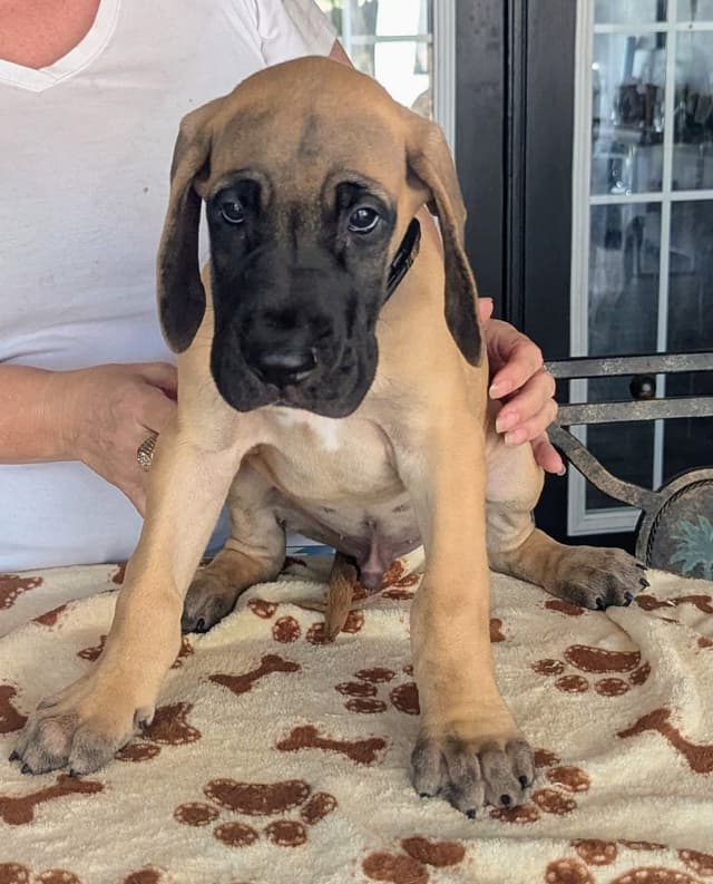 Fawn/Brindle Great Dane Puppies Available media 10