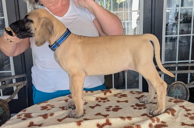 Fawn/Brindle Great Dane Puppies Available media 11