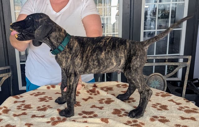 Fawn/Brindle Great Dane Puppies Available media 12