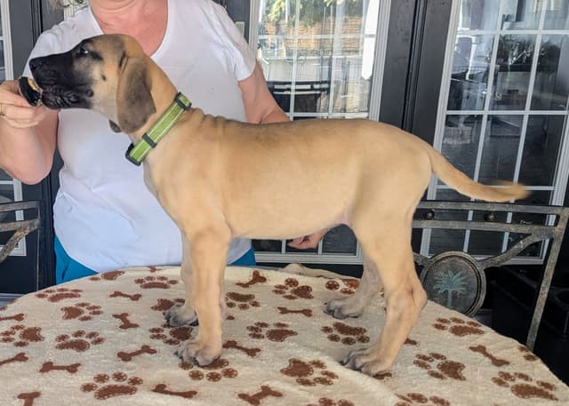 Fawn/Brindle Great Dane Puppies Available media 13