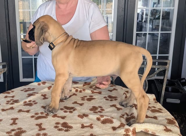 Fawn/Brindle Great Dane Puppies Available media 14