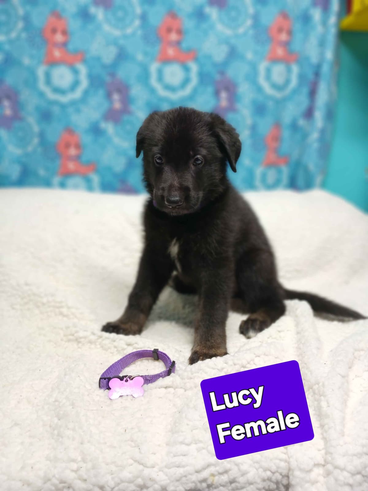 German Shepherd Dog Puppies breeder image 4