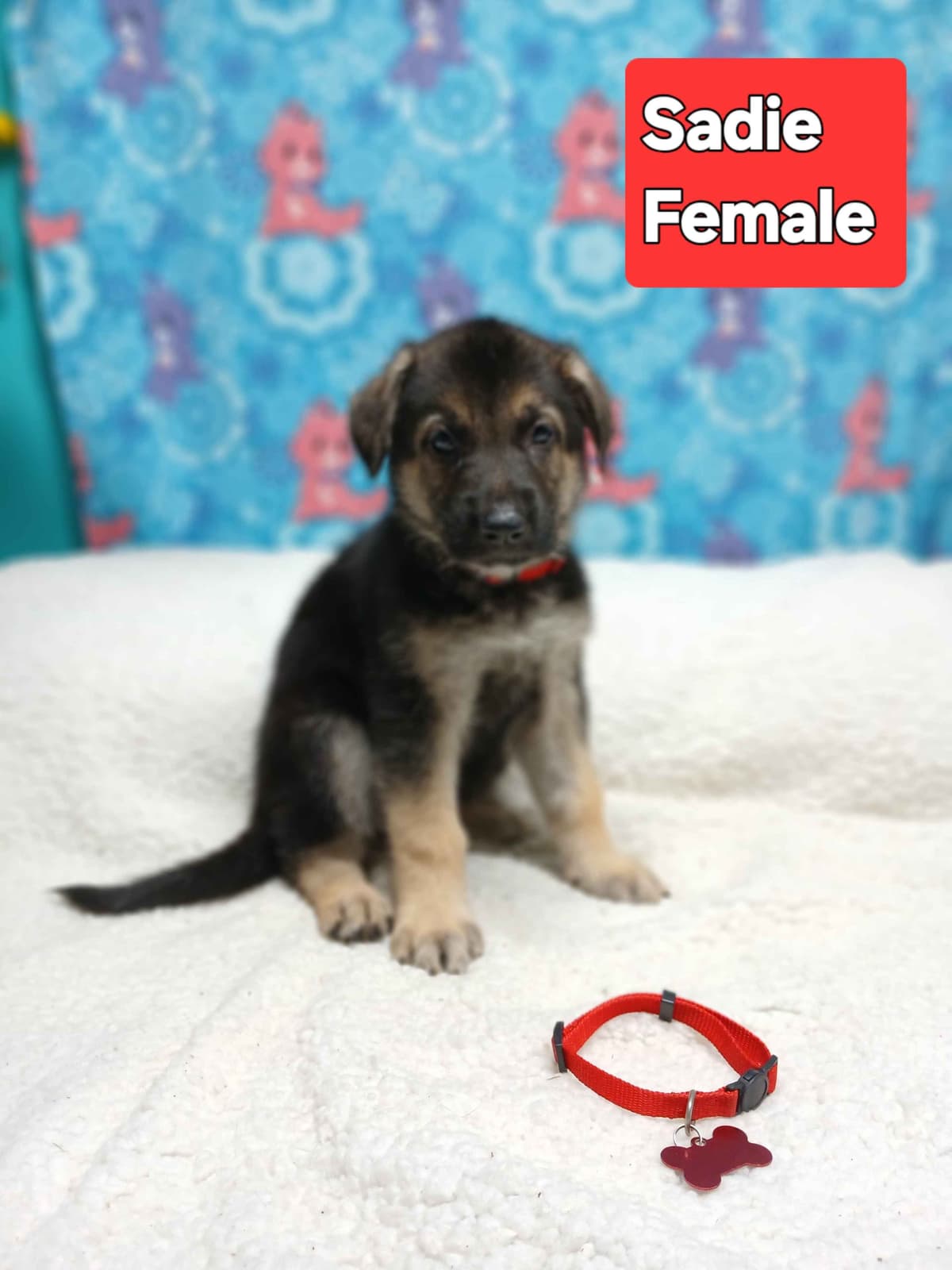 German Shepherd Dog Puppies breeder image 2