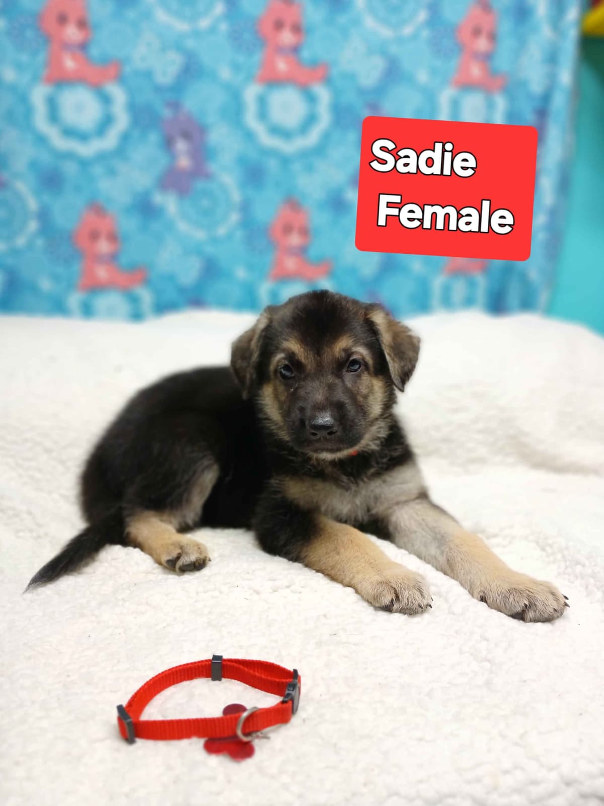 German Shepherd Dog Puppies breeder image 3