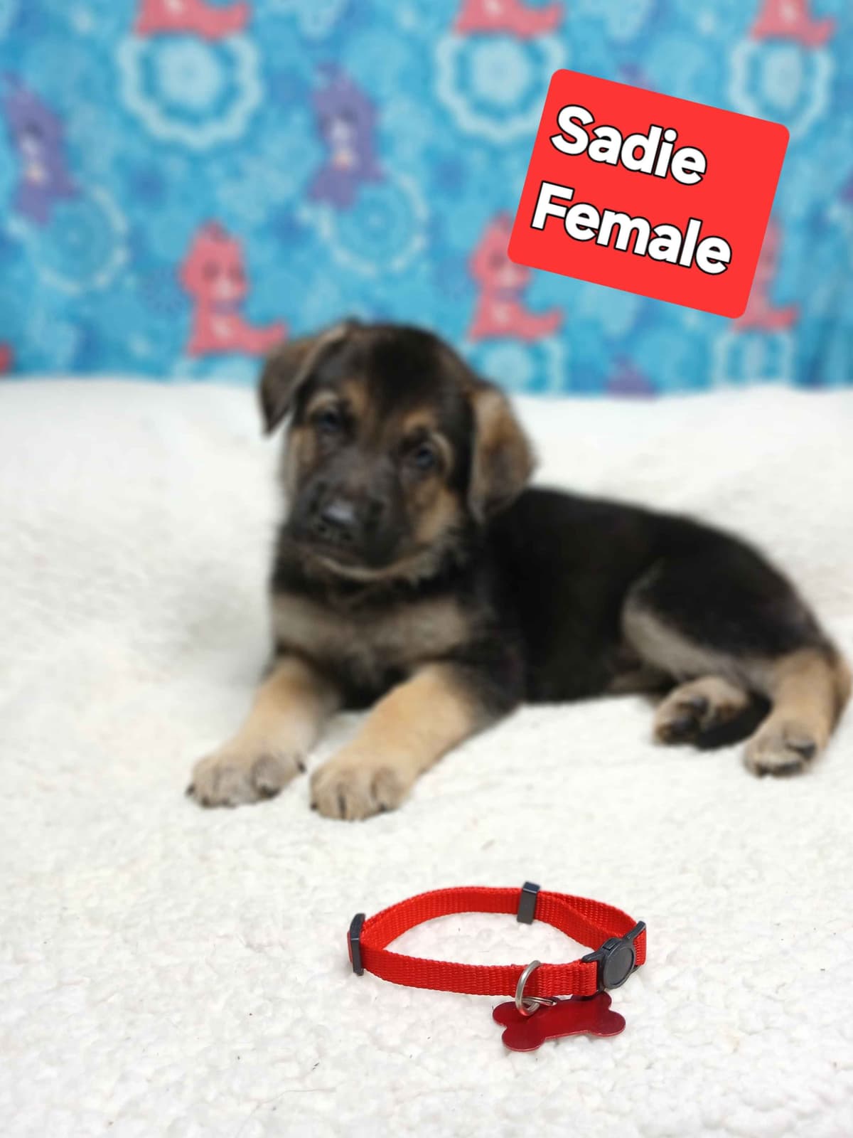 German Shepherd Dog Puppies breeder image 9