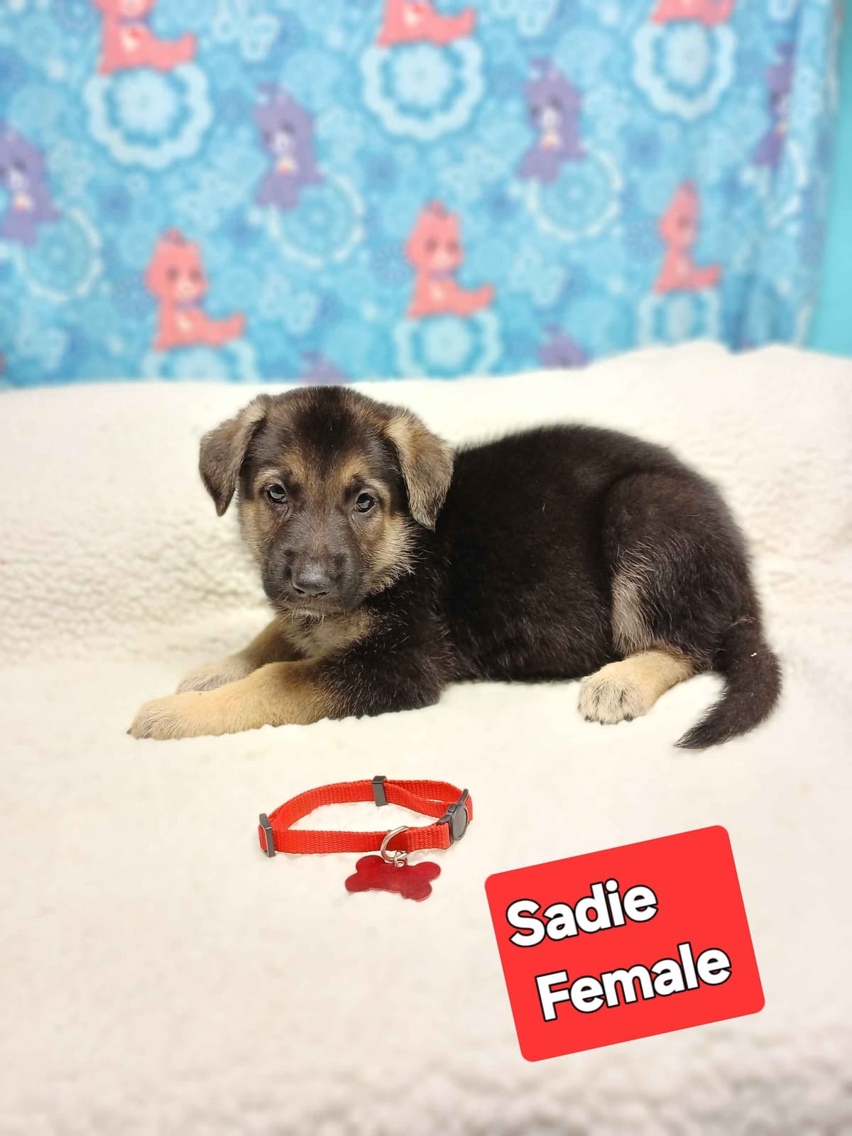 German Shepherd Dog Puppies breeder image 11