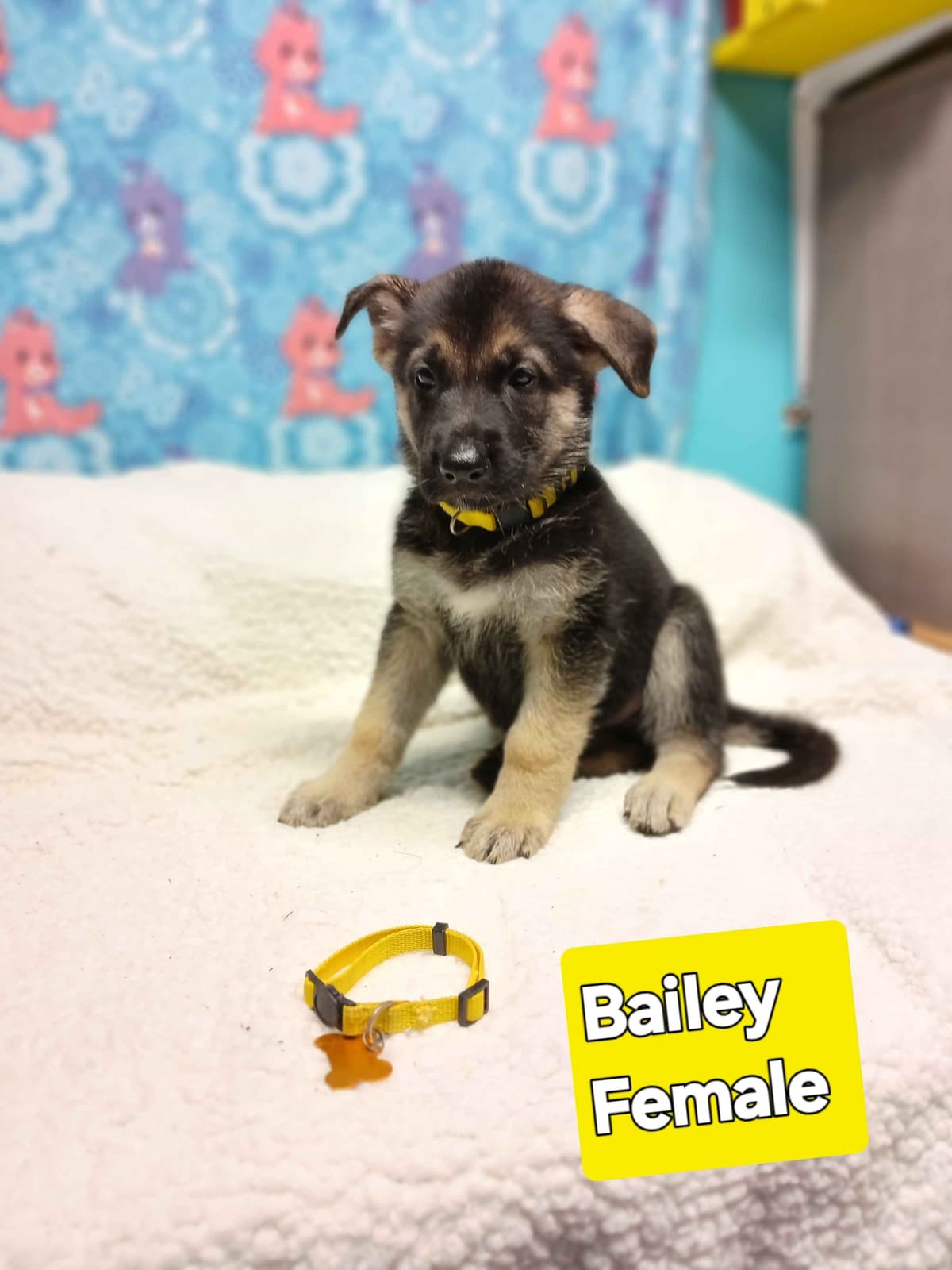 German Shepherd Dog Puppies breeder image 10