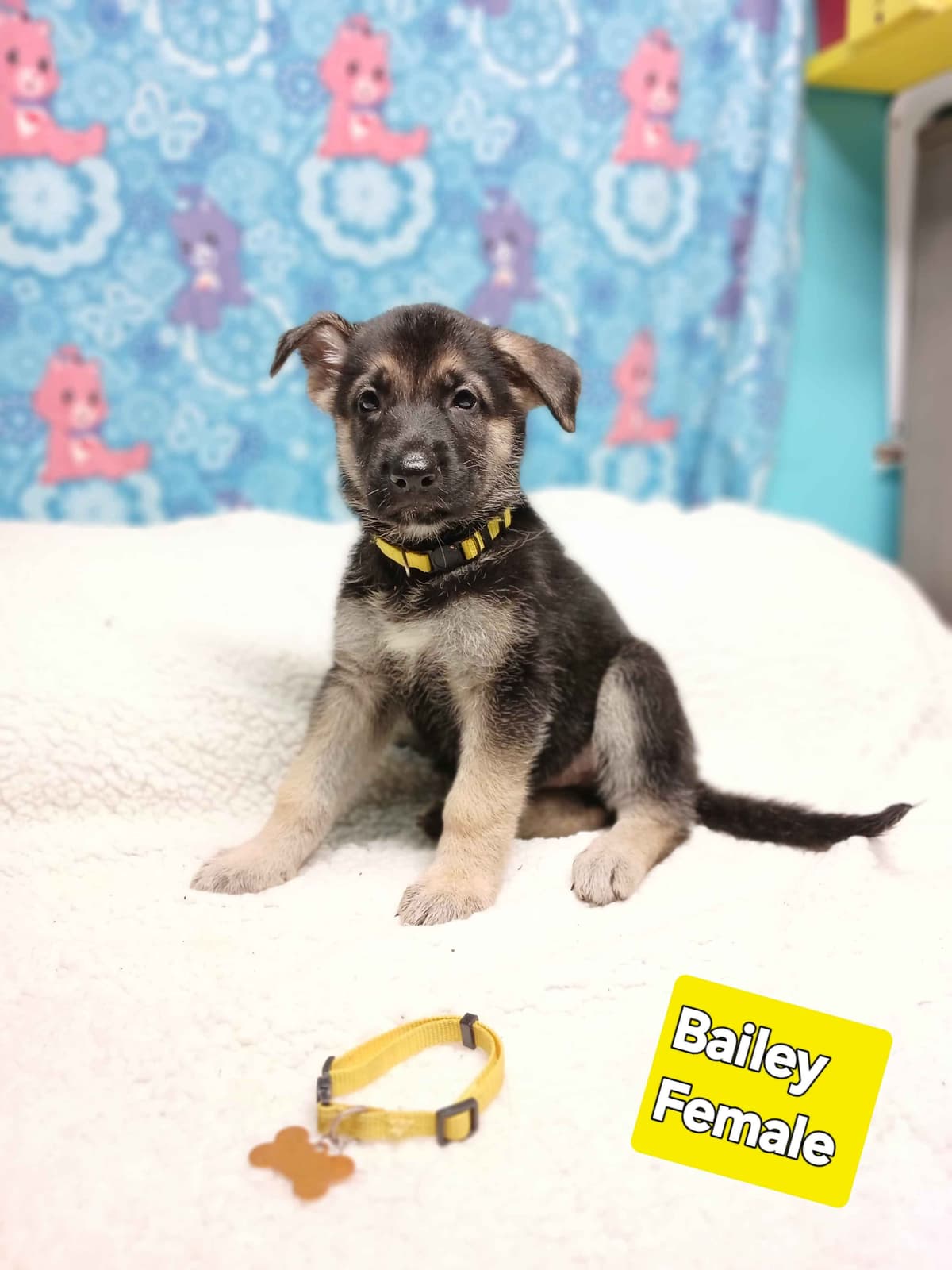 German Shepherd Dog Puppies breeder image 15
