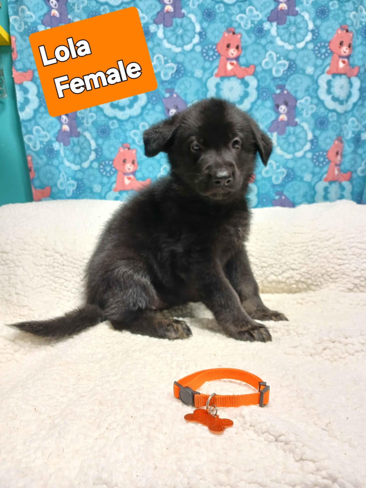 German Shepherd Dog Puppies breeder image 14