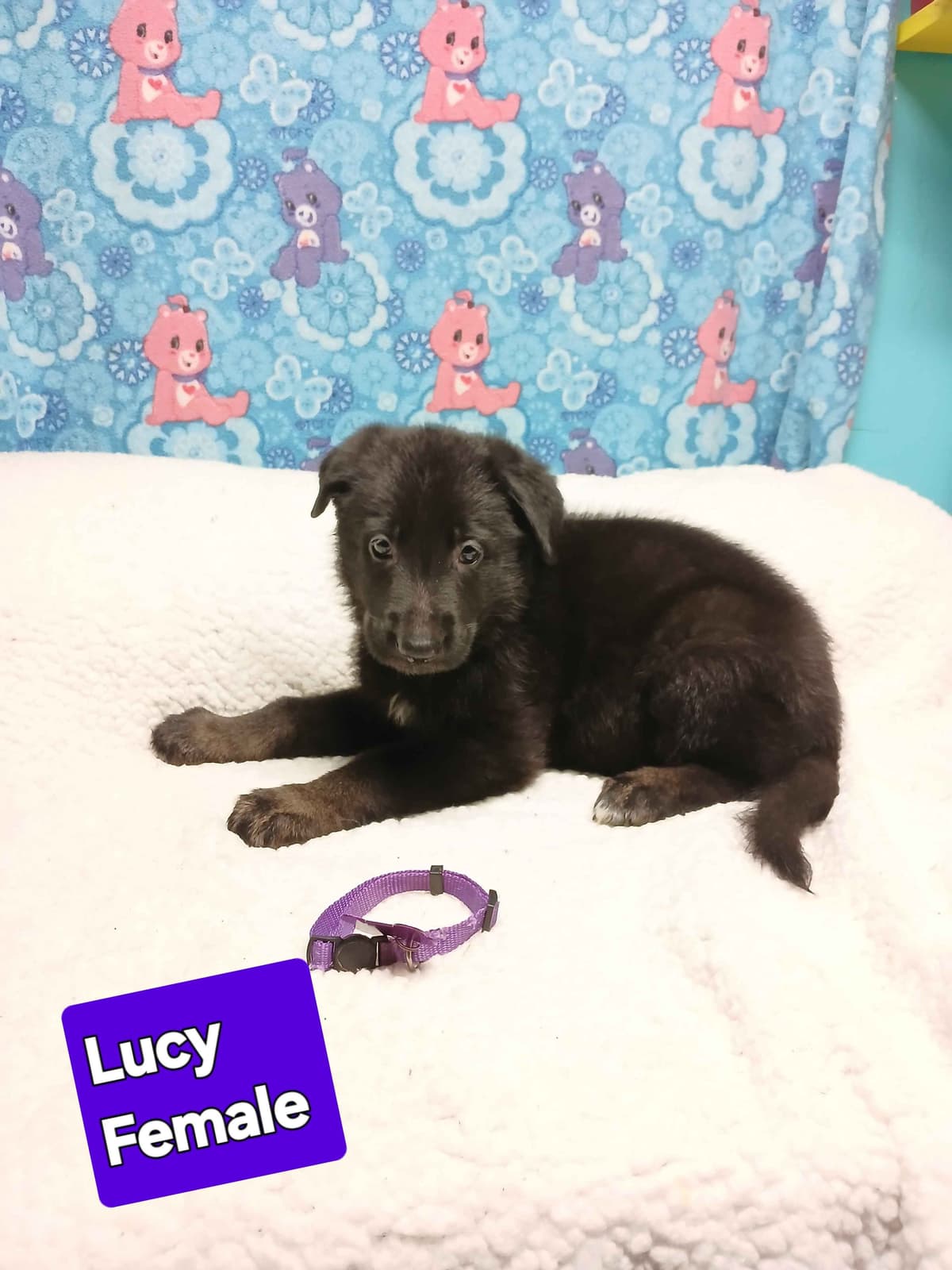German Shepherd Dog Puppies breeder image 8