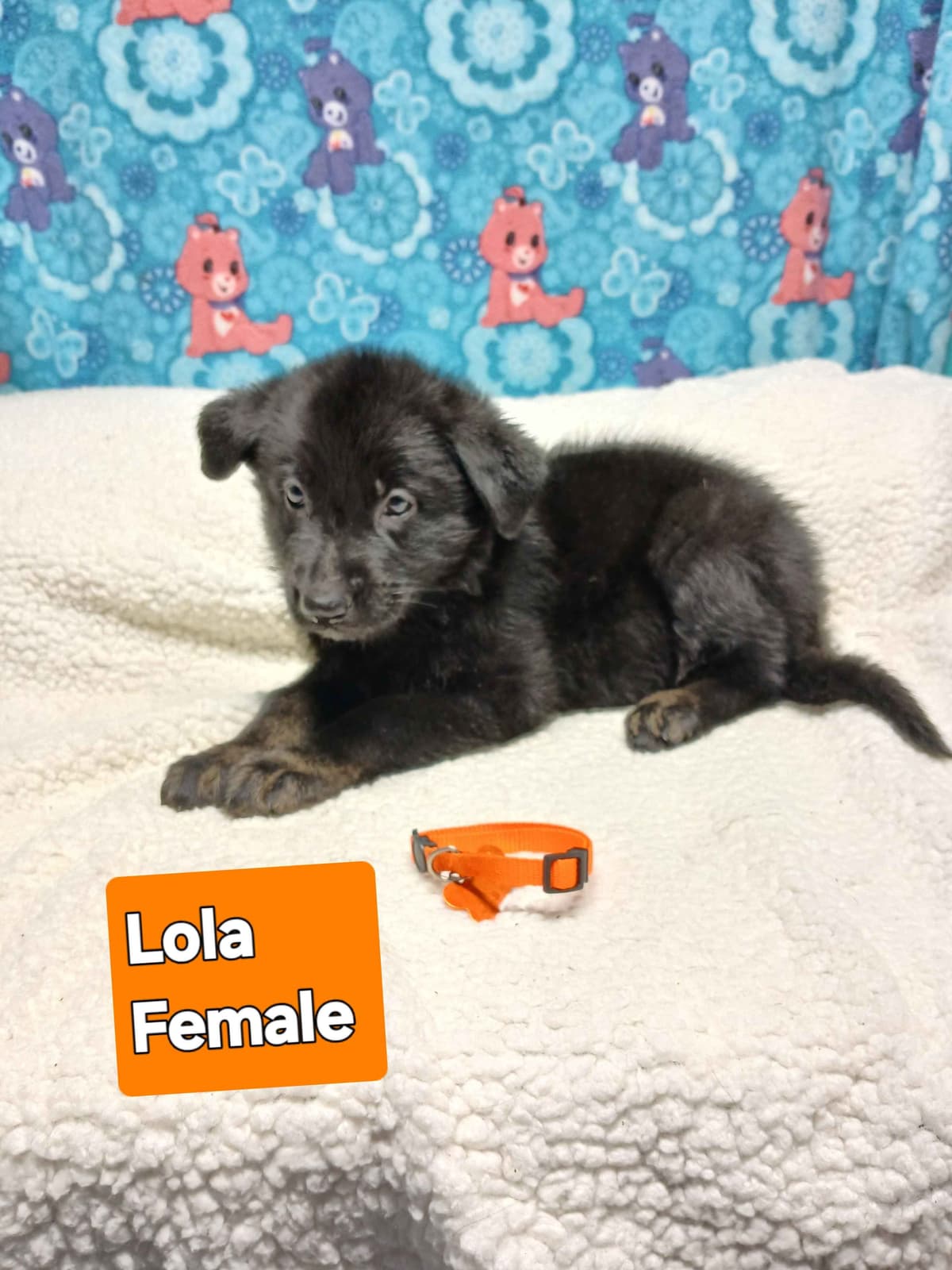 German Shepherd Dog Puppies breeder image 12