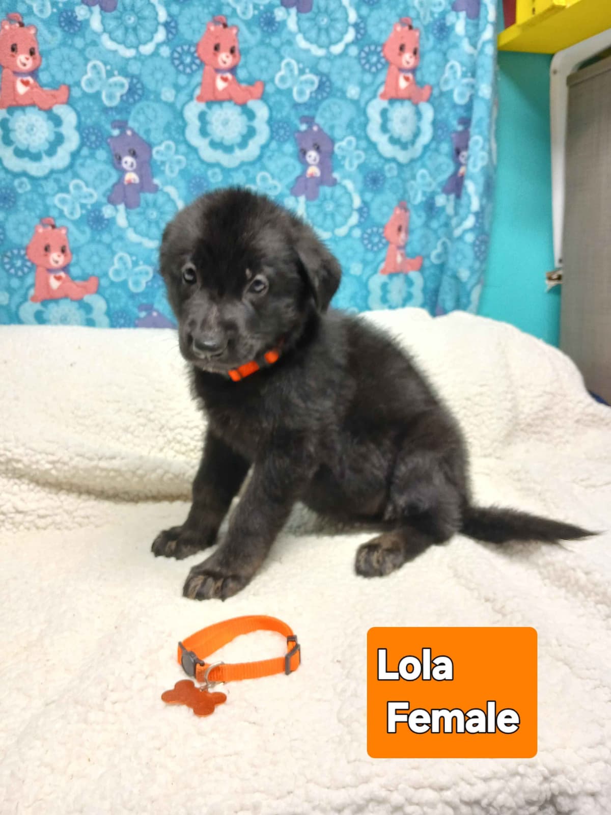 German Shepherd Dog Puppies breeder image 16