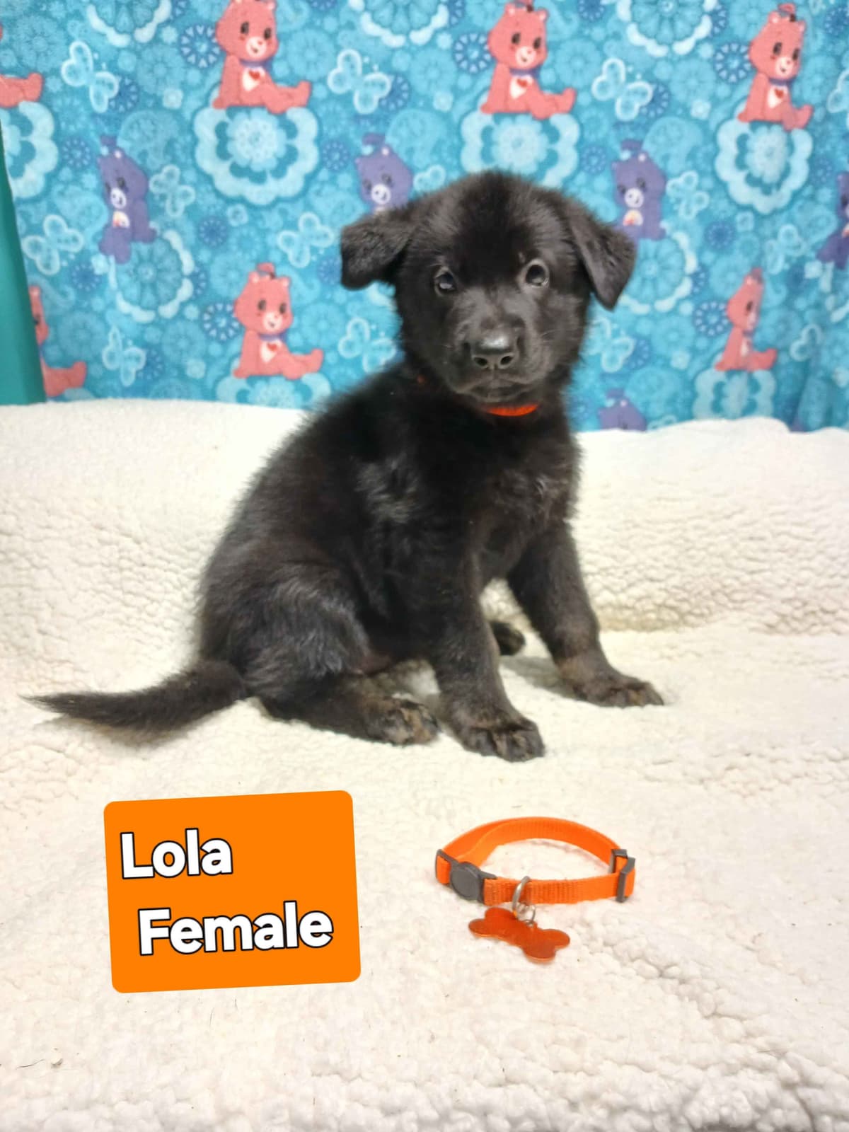 German Shepherd Dog Puppies breeder image 17