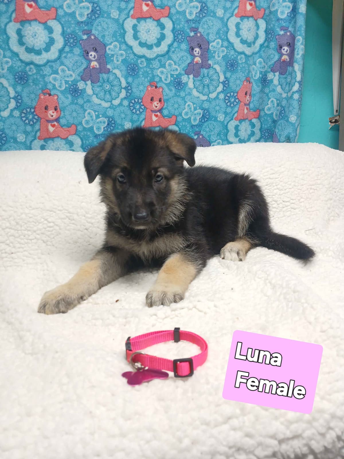 German Shepherd Dog Puppies breeder image 18