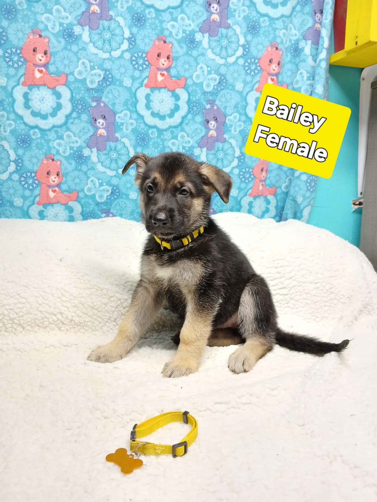 German Shepherd Dog Puppies breeder image 19