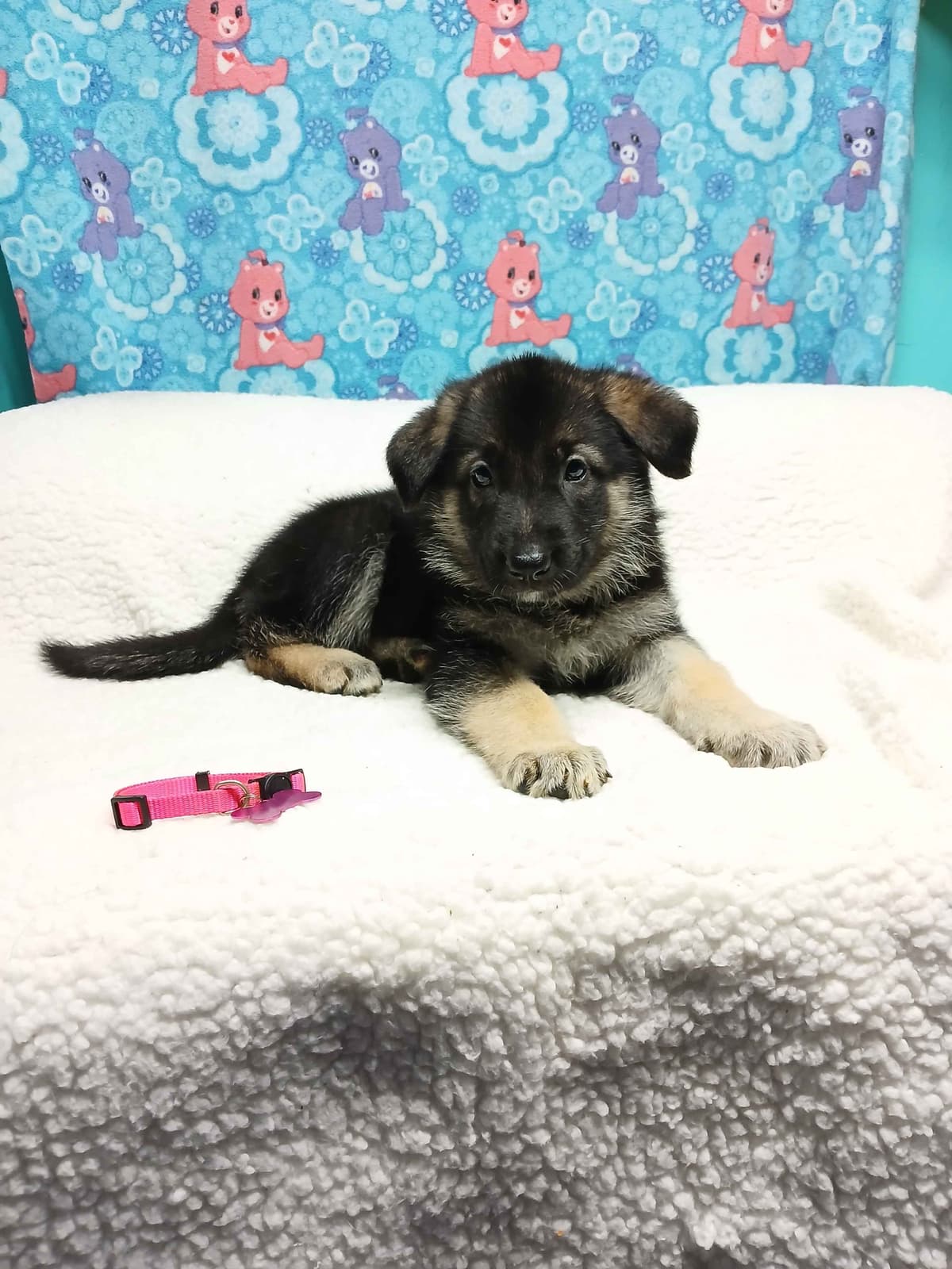 German Shepherd Dog Puppies breeder image 23