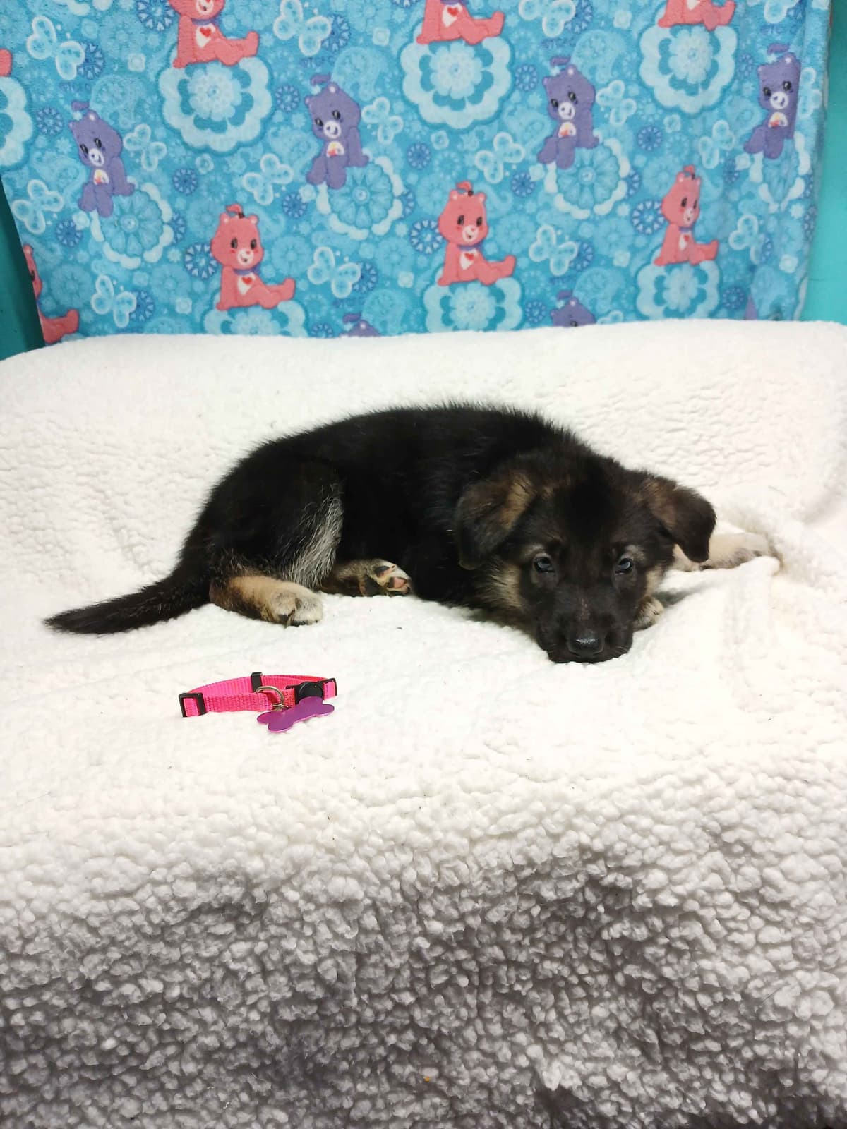German Shepherd Dog Puppies breeder image 21