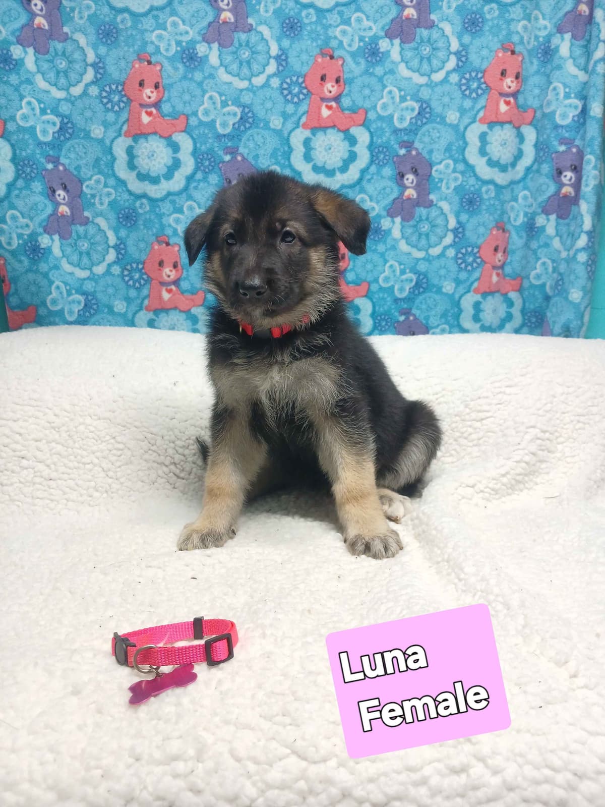 German Shepherd Dog Puppies breeder image 22