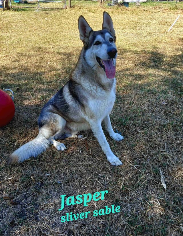 German Shepherd Dog Puppies media 2
