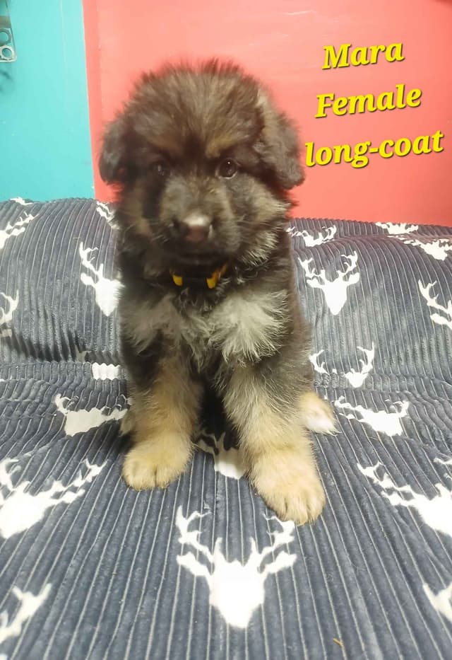 German Shepherd Dog Puppies media 3
