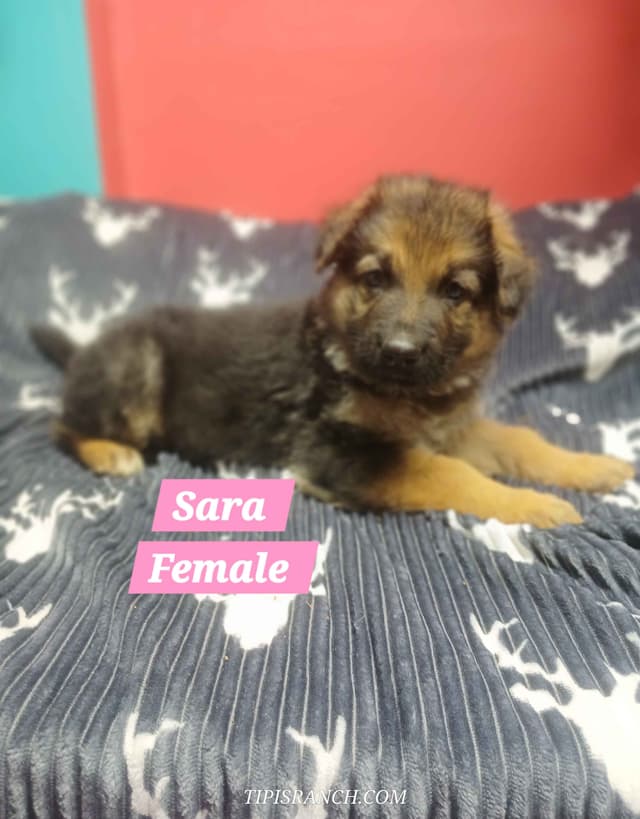 German Shepherd Dog Puppies media 4
