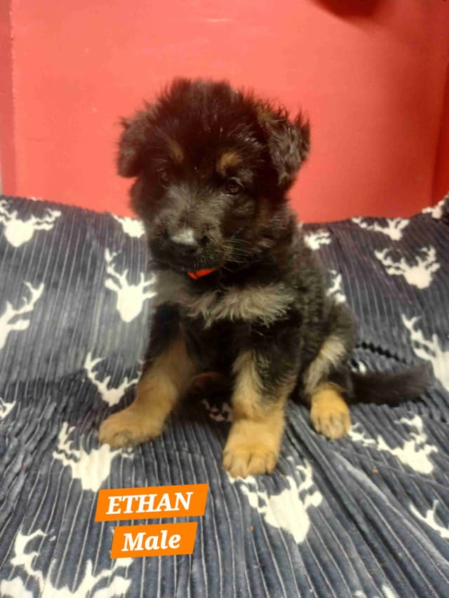 German Shepherd Dog Puppies media 7