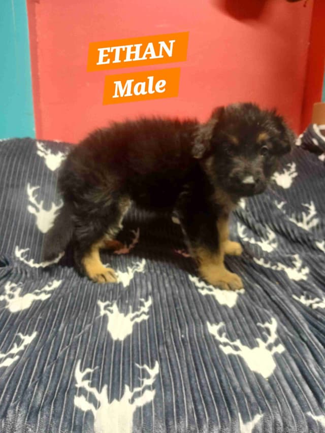 German Shepherd Dog Puppies media 6