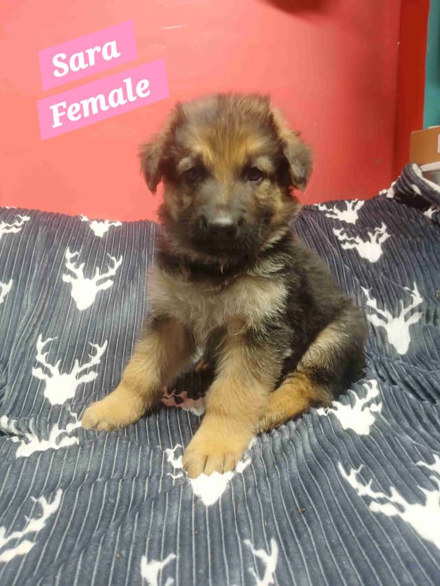 German Shepherd Dog Puppies media 10