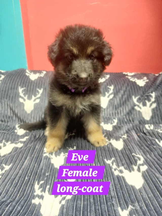 German Shepherd Dog Puppies media 9