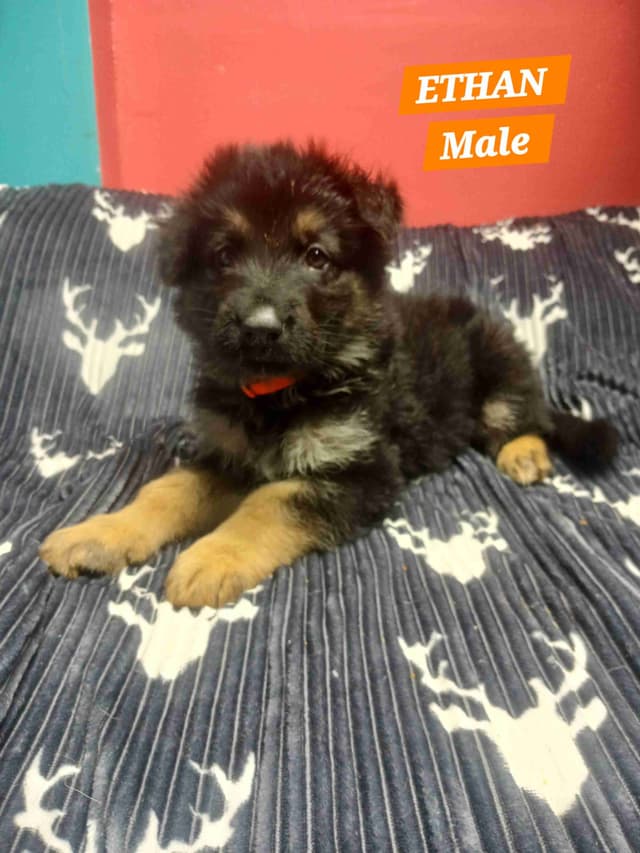 German Shepherd Dog Puppies media 8