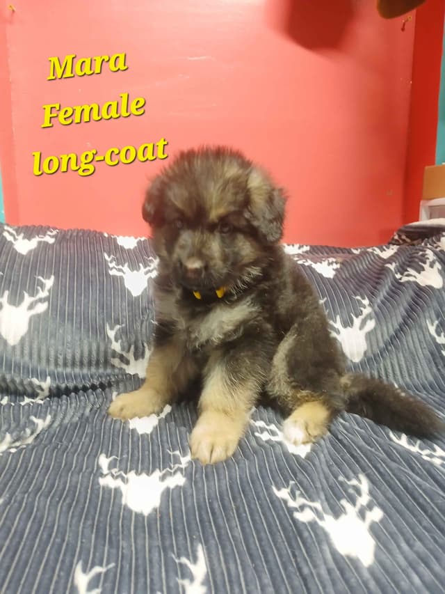 German Shepherd Dog Puppies media 23