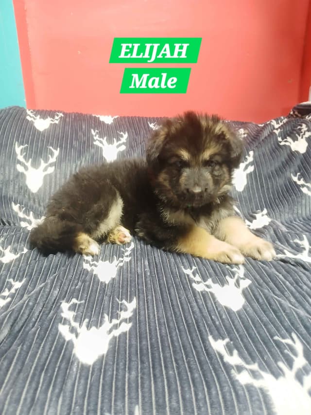 German Shepherd Dog Puppies media 12