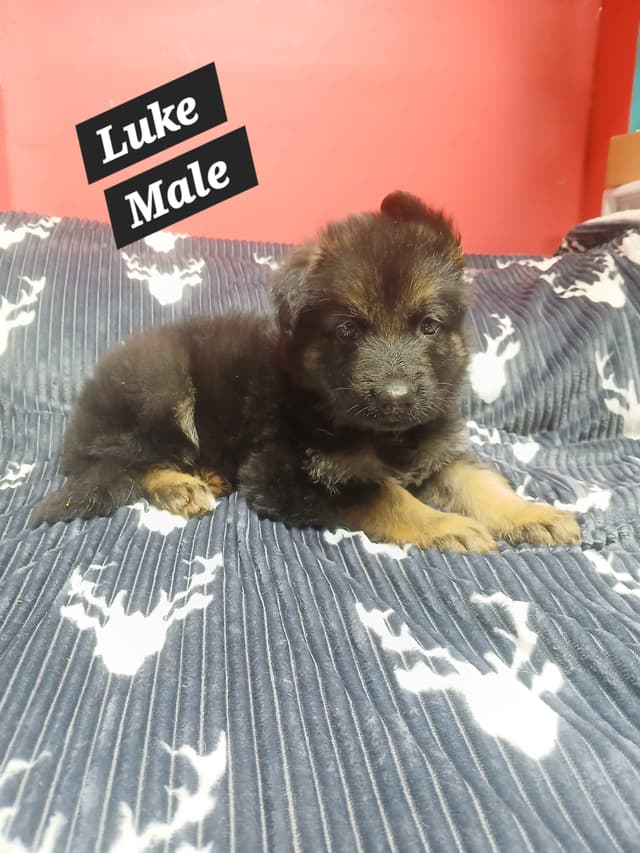 German Shepherd Dog Puppies media 13