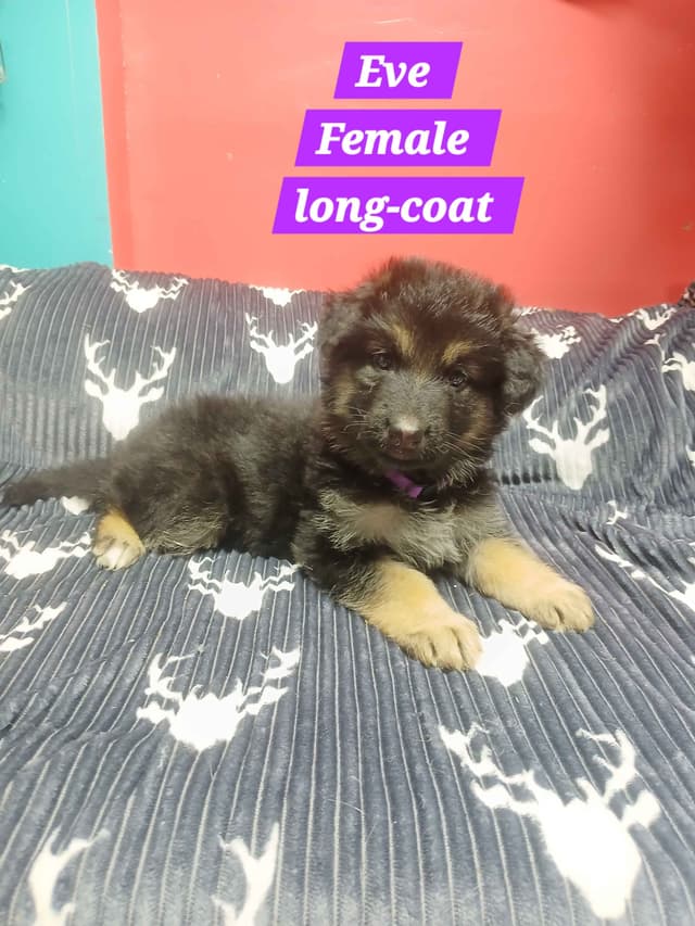 German Shepherd Dog Puppies media 15