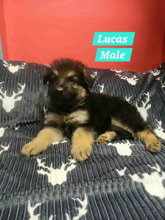 German Shepherd Dog Puppies media 14